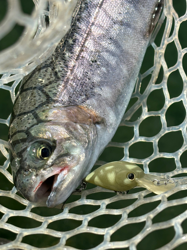 ニジマスの釣果