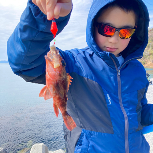 カサゴの釣果