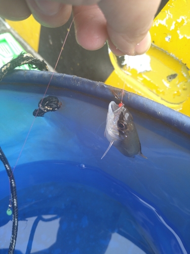 サンギルイシモチの釣果