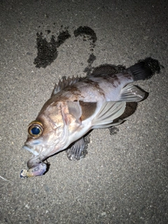 メバルの釣果