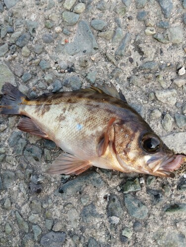 メバルの釣果