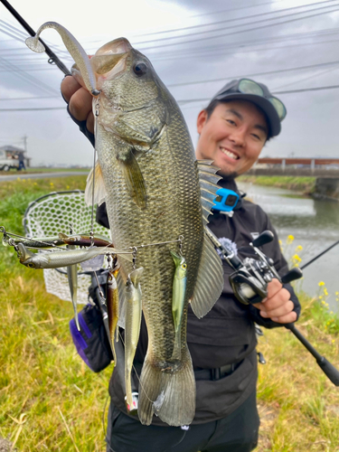 ブラックバスの釣果