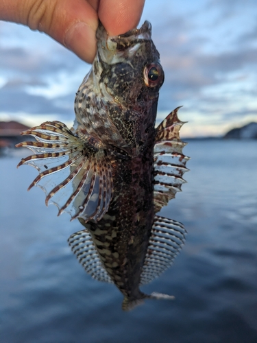 アナハゼの釣果