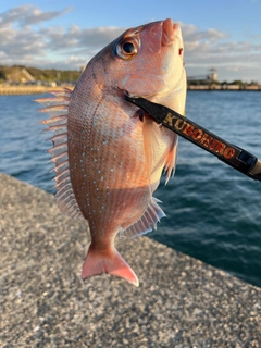 チャリコの釣果