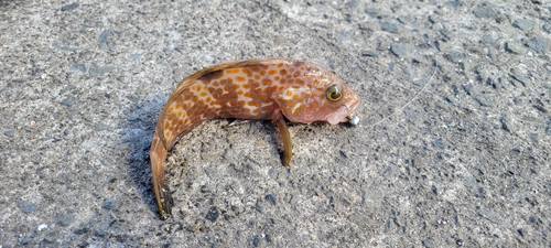 アコウの釣果