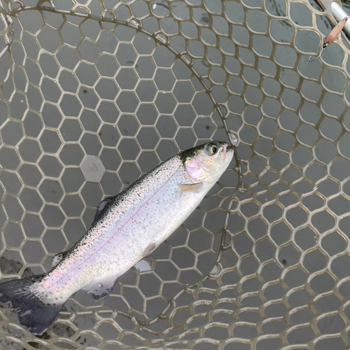 ニジマスの釣果