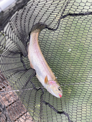 ニジマスの釣果