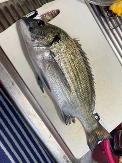 ミナミクロダイの釣果