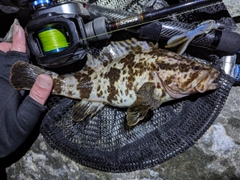 タケノコメバルの釣果