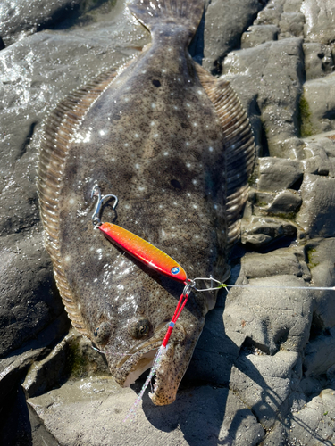 ヒラメの釣果