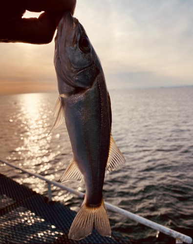 フッコ（ヒラスズキ）の釣果