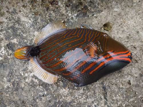 クマドリの釣果