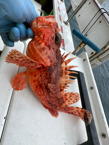 オニカサゴの釣果