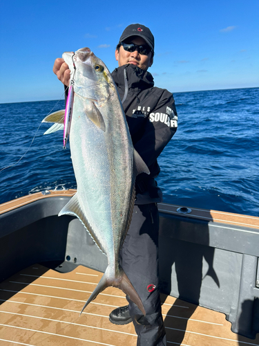 カンパチの釣果