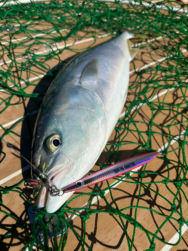 ヒラマサの釣果