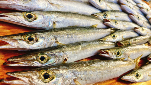 カマスの釣果