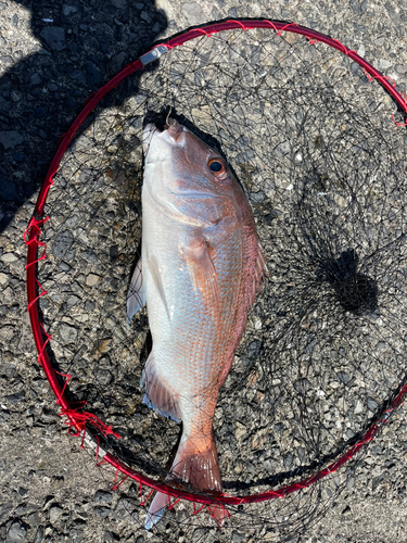 タイの釣果