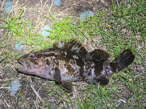 タケノコメバルの釣果