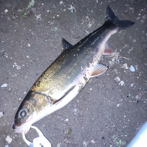 マルタウグイの釣果