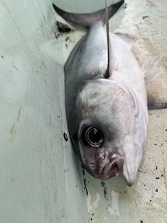 メダイの釣果