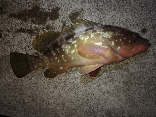 アコウの釣果