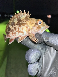 ガシラの釣果