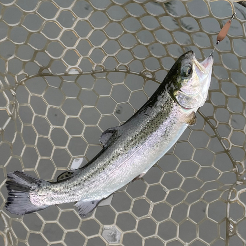 ニジマスの釣果