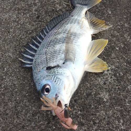 キチヌの釣果