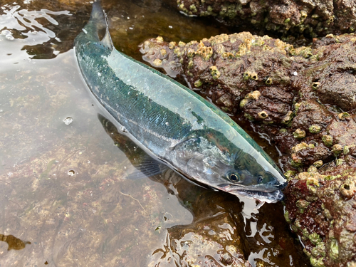 サクラマスの釣果