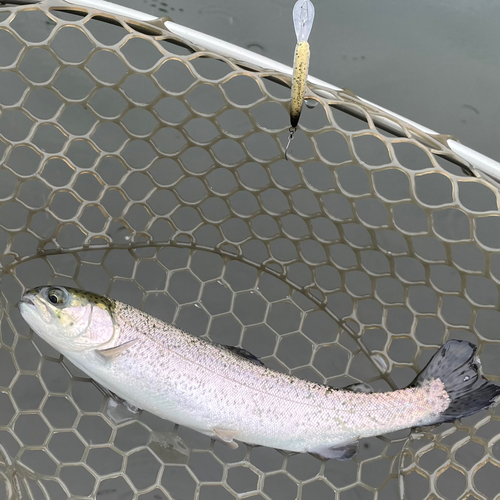 ニジマスの釣果