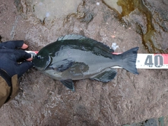 メジナの釣果