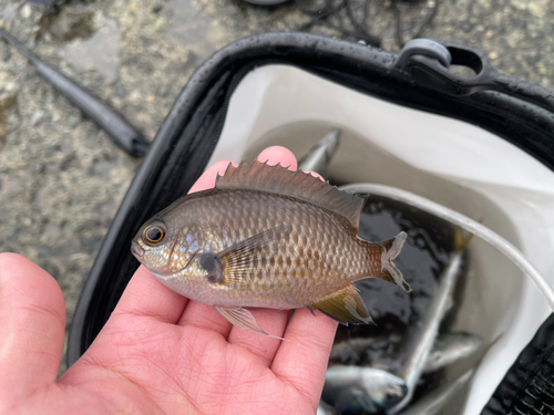 スズメダイの釣果