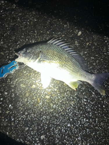 キチヌの釣果