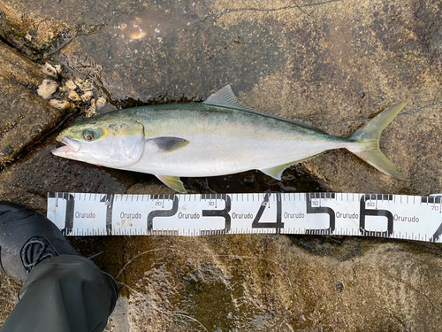 ブリの釣果