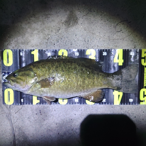 スモールマウスバスの釣果