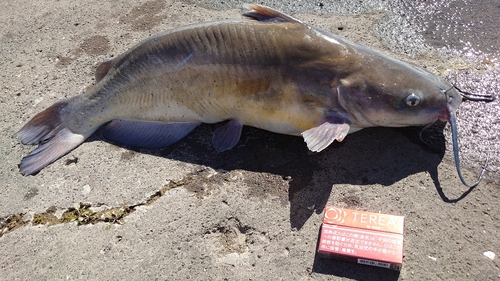 アメリカナマズの釣果