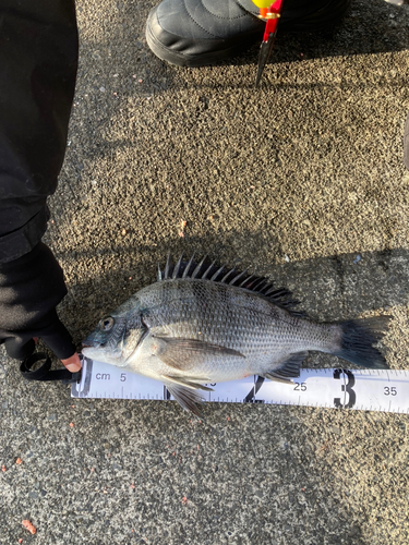 クロダイの釣果