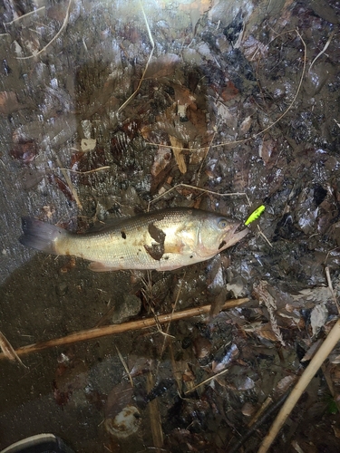 ラージマウスバスの釣果