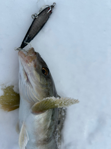 ホッケの釣果