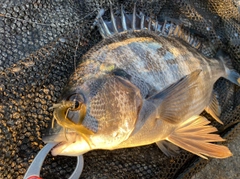 クロダイの釣果