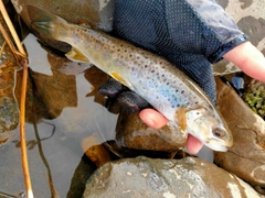 ブラウントラウトの釣果