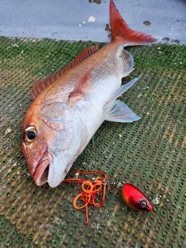 タイの釣果