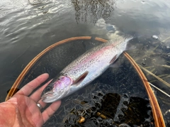 ニジマスの釣果