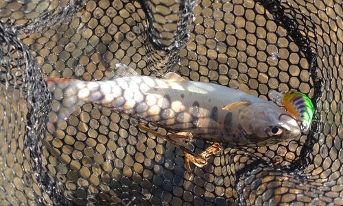 アマゴの釣果