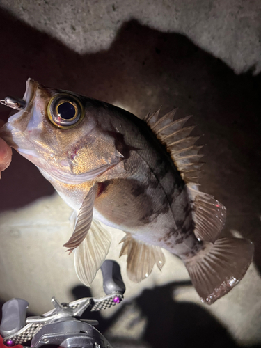 メバルの釣果