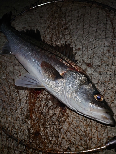 スズキの釣果