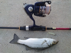 セイゴ（ヒラスズキ）の釣果