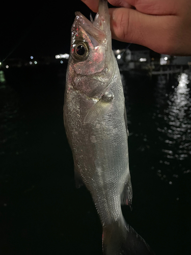 セイゴ（ヒラスズキ）の釣果