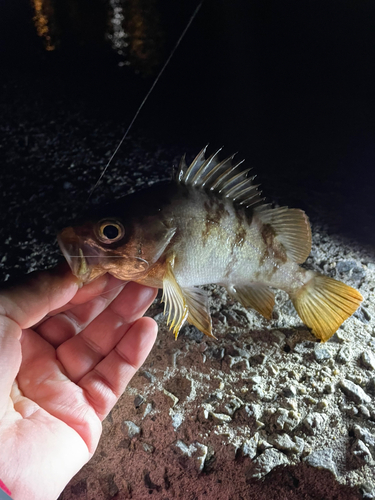 メバルの釣果