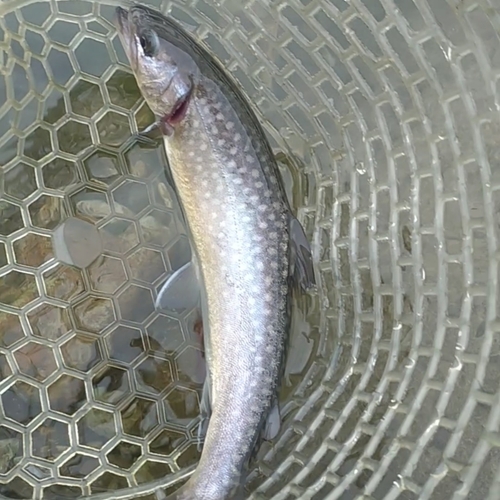 イワナの釣果